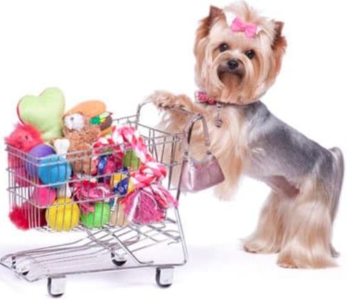 Latest company Solutions about What are the 5 basic needs for animals?