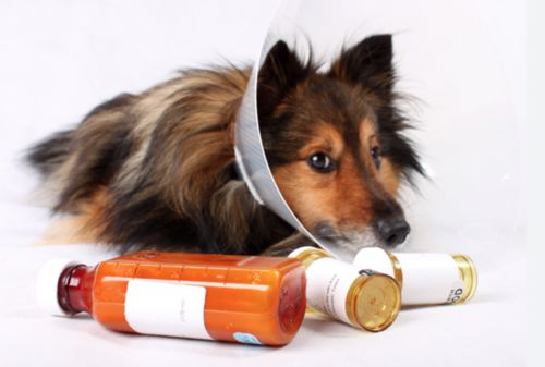 latest company news about Is pet medicine the same as human medicine?