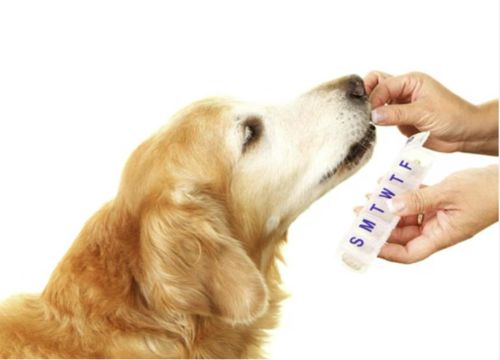latest company news about What are the best supplements for your dog?