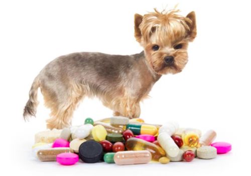 latest company news about Is omega-3 good for dog joints?
