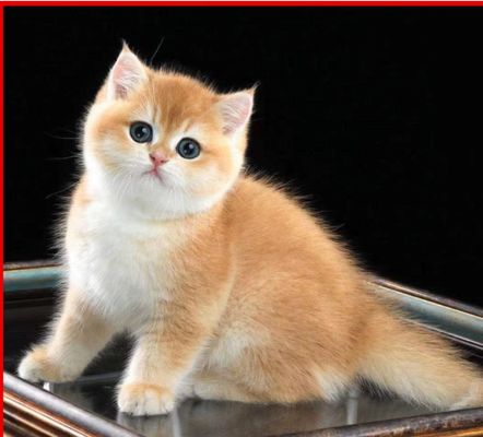 Bom preço Categoria de Cuidados com Animais de Estimação on-line