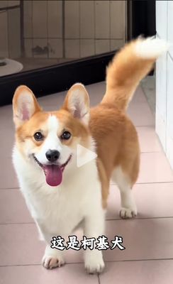 Prezzo buono Servizio personalizzato di adozione di gatti per l'allevamento e la cura di cuccioli, cani e gattini in linea